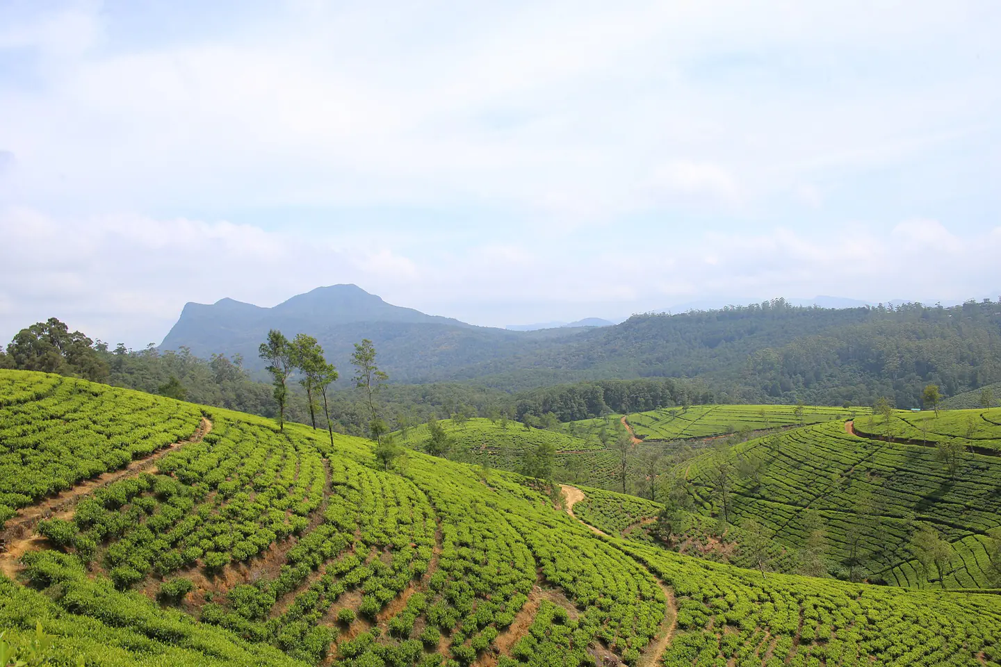 Tea plantation near Nuwara Eliya in Sri Lanka