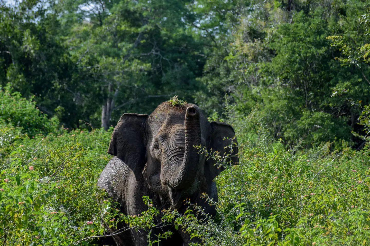 Asian elephant among green shrubs in Udawalawe National Park, Sri Lanka