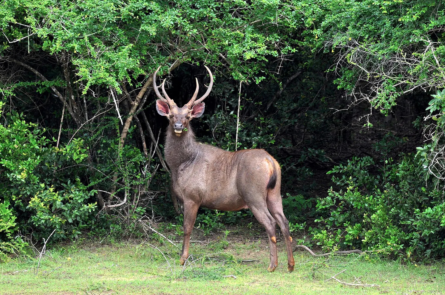 Sambar deer in Wilpattu National Park, Sri Lanka
