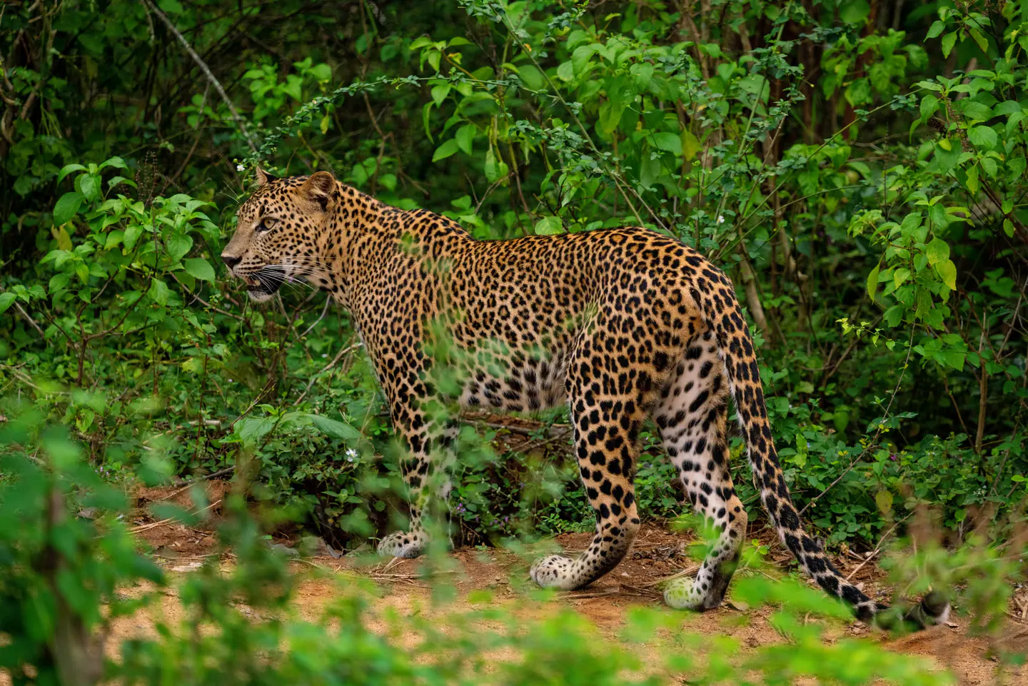 Young Sri Lankan leopard standing in green vegetation in Yala National Park